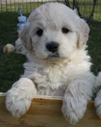 Check spelling or type a new query. American Goldendoodle Vs English Goldendoodle Puppies English Goldendoodle Puppies And Kitties