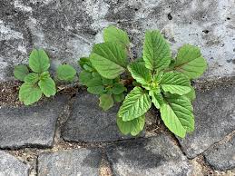 Image result for Amaranthus blitum