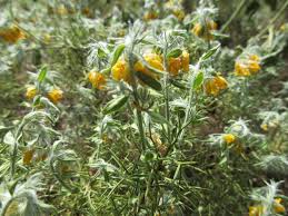 Image result for Ulex minor