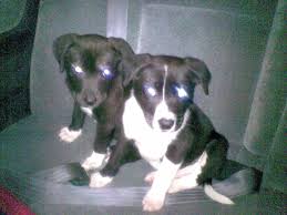 Check spelling or type a new query. Could These Be Pitbull Pups Pitbulls Border Collie Lab Boxer Dogs City Data Forum