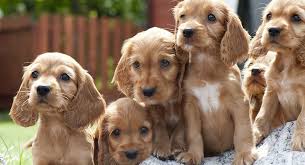 4 females and 4 males. Cocker Spaniel Names Hundreds Of Great Ideas For Your Spaniel