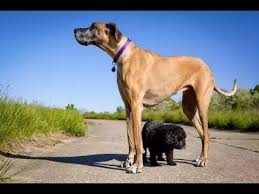 Top 10 Heaviest Animal In The World Large Dog Breeds Great Dane Dogs Worlds Largest Dog