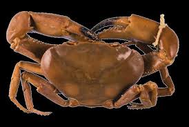 Benvenuti,area utenti,news,il tuo acquario!,spam,affiliazioni,schede acqua dolce,schede pesci,schede invertebrati,schede piante,domande base,alghe. Pseudothelphusa Beccarii Esemplare Tipo Di Granchio Di Acqua Dolce Download Scientific Diagram
