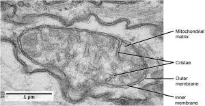 They explain the role of chloroplasts in the process. Mitochondria And Chloroplasts Principles Of Biology
