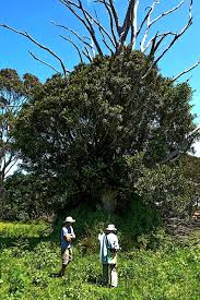 Image result for Ficus obliqua