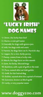 An intelligent irish setter eating treats from the owner's hand 15 Lucky Irish Dog Names Doggyzoo Com Irish Dog Dog Names Lucky Irish