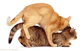 Demam cakar kucing boleh menjangkiti manusia jika seseorang itu digigit kucing yang membawa bakteria demam ini. Ini Dia 15 Tanda Kucing Jantan Berhasil Kawin Wajib Diketahui