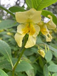 Image result for Impatiens psychadelphoides