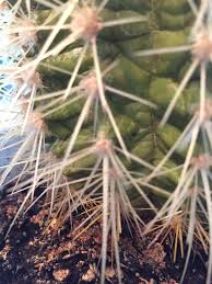 Now that you know how to save a rotting cactus, nothing can stop you. What S Wrong With This Cactus Gardening Landscaping Stack Exchange