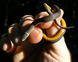 Maybe you would like to learn more about one of these? Snake Species Of Ohio At A Glance Trekohio