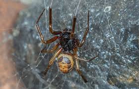 Six of these species live this species is one of the few spiders that will feed through the winter, as long as there is plenty of food available. False Widow Spiders Natural History Museum
