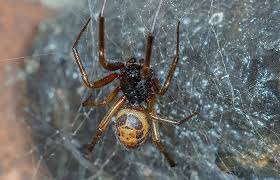 Black widow spider webs usually look tangled up, though they're built with precision. False Widow Spiders Natural History Museum