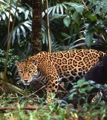 A Rare Site The Elusive Costa Rica Jaguar Spotted Roaming The Jungle Costa Rica Nature Vacations Crexperts Jaguar Animal Animals Beautiful Wild Cats