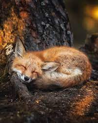 Finnish Photographer Proves Fairy Forests Are Real In Finland Cute Animals Animals Animals Wild