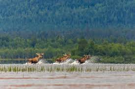 What Are Multiple Moose Called That Are Together? - Quora