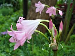 Image result for Crinum moorei