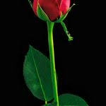 View the profiles of professionals named zahra esmaili on linkedin. Zahra Esmaili Zahraesmaili58ze Profile Pinterest