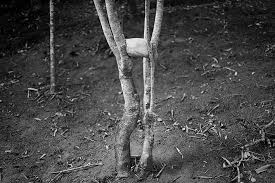 Bildergebnis für Maria Laet