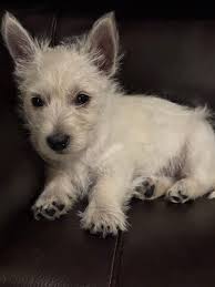 Bad to the bone. ;-)). AI.