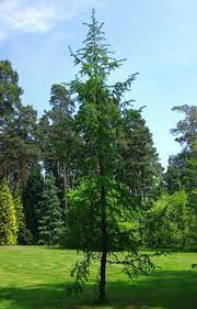 Larix Kaempferi Japanese Larch Image Conifer Trees Kanto Region Tree