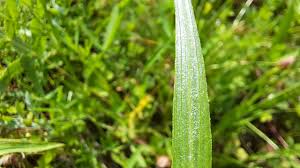 Image result for Pseudopodospermum hispanicum