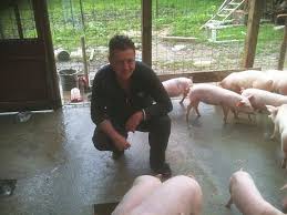 Vand porci de carne rasa pietrain ei sunt crescuti natural in propria noastra ograda de la tara. InfiinÈarea Unei Ferme De Porci Care Sunt Cele Mai Profitabile Rase Pentru Un Mic Fermier Care CreÈte Suinele In Regim GospodÄresc