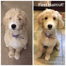 Everyone has a very distinct style and like different we hope you find this information helpful and don't forget to ask for the teddy bear cut next grooming! When Can A Puppy Get Their First Haircut