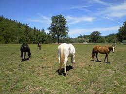 From wikipedia, the free encyclopedia. Camel Sacred Camel Retreats 2011 Horses