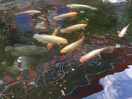 Selain itu, ikan ini juga cukup ramah dengan ikan jenis lain sehingga anda bisa mencampurkannya dengan ikan hias air tawar lainnya. Ikan Hias Kolam Air Tawar Infoakuakultur Com