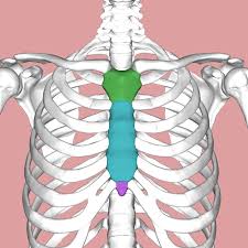 Anatomy under the right rib : Sternum Wikipedia