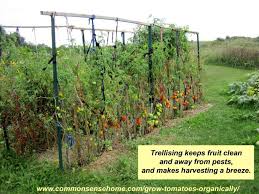 Find out how to grow zucchini for a prolific harvest. How To Grow Tomatoes Vertically Cromalinsupport