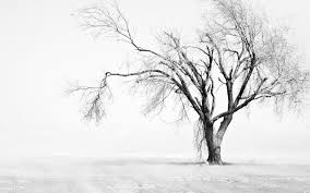 tree wallpaper black and white