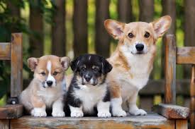 If you needed something to brighten up your day, you've come to the right place. These Dog Breeds Always Have Unbelievably Cute Puppies