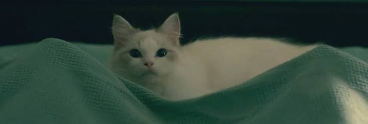 Doctor Sleep (2019) - Cinema Cats