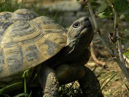 Schildkröt steht für qualität und nachhaltigkeit. Ein Haus Fur Ihre Schildkroten Wama Direkt