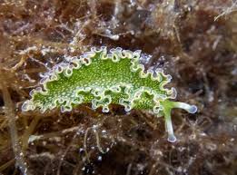 Image result for Isoglossa membranacea