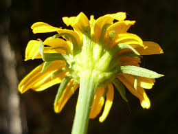 Image result for Pascalia glauca