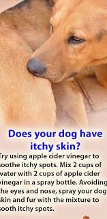 Find deals on products in dog supplies on amazon. Is Your Dog S Itchy Skin Caused By Parasites Fleas And Itchy Skin Dog Itchy Skin Remedy Coconut Oil Do Itchy Dog Skin Dog Itchy Skin Remedy Dog Skin Care
