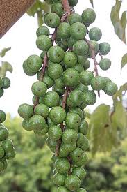 Image result for Ficus sur