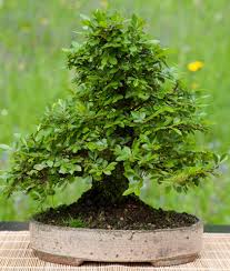 Image result for Ulmus parvifolia