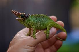 New Mt Meru Jackson S Chameleons