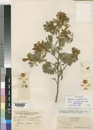 Image result for Tephrosia acaciifolia