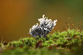 Image result for Clavulina cinerea