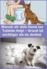 Warum Dir Dein Hund Zur Toilette Folgt Grund Ist Wichtiger Als Du Denkst Drndex Com Als Dein Denkst Dir D Hunde Hunde Korpersprache Gluckliche Hunde