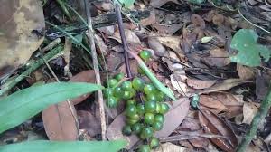 Struktur organel sel tumbuhan membentuk hubungan untuk bisa menjaga sistem metabolisme serta pertumbuhan yang terjadi pada tumbuhan bisa dengan begitu maka tumbuhan bisa berkembang biak secara lebih maksimal dan tetap sehat. Buah Hutan Kalimantan Yang Belum Bernama Mirip Anggur Hutan Youtube