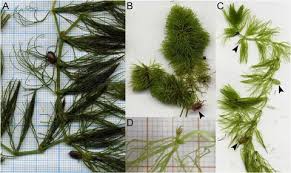 Image result for Ceratophyllaceae