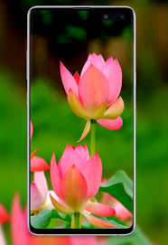 1920x1200 pink flower hd wallpaper pink flower photos cool wallpapers. 4k Flower Wallpapers Rose Hd Wallpaper Wallz For Android Apk Download