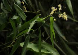 Image result for Flagellaria guineensis