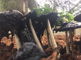 Image result for Coprinus comatus