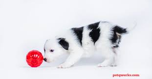 The first day (and first night) with your puppy is a time to teach them that they're part of the family. How To Stop A Puppy From Crying At Night Pet Qwerks Toys